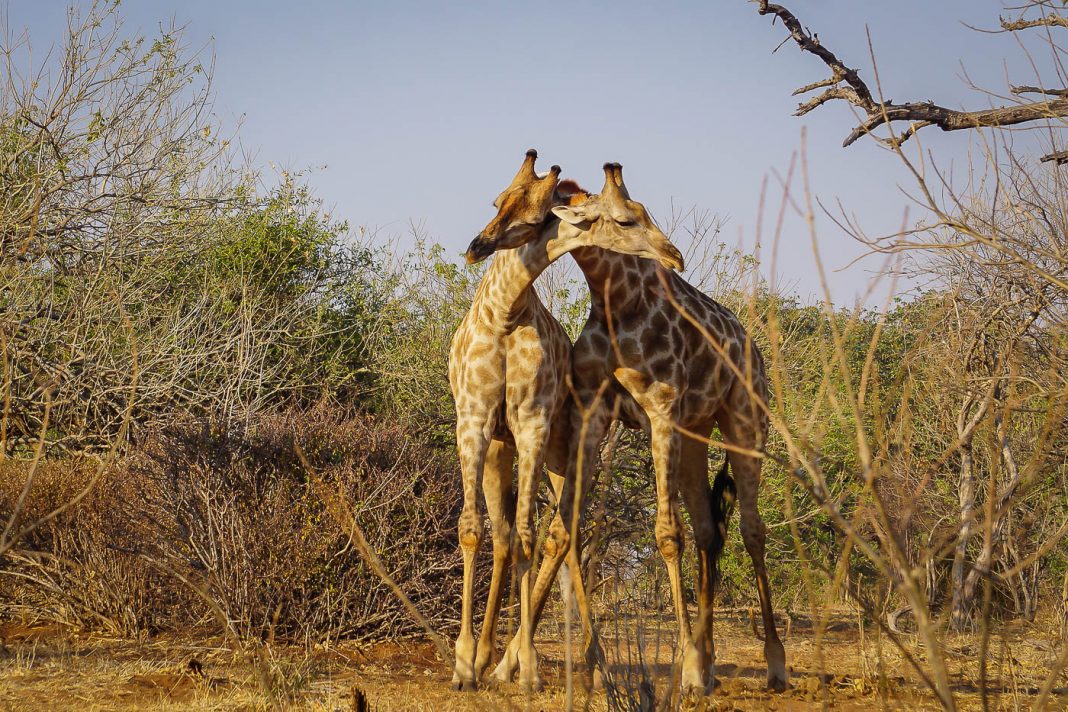 safari kenya en mars